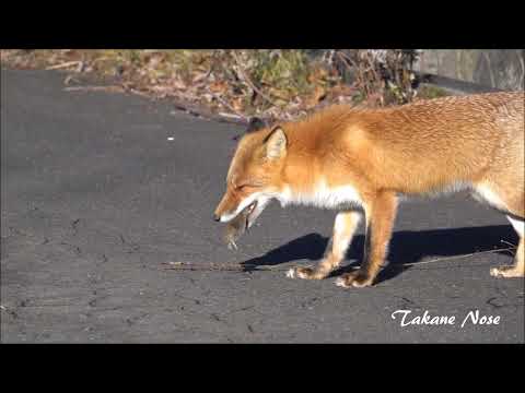 キツネの捕食者