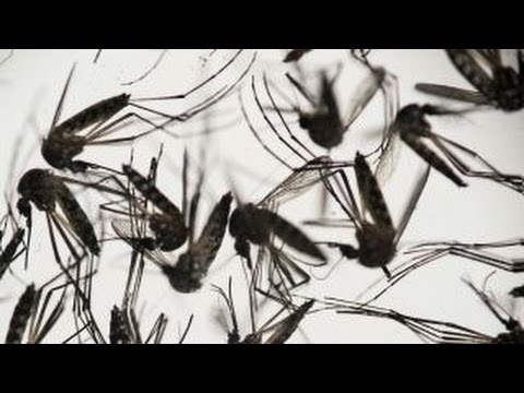 Concerns about Zika virus justified?