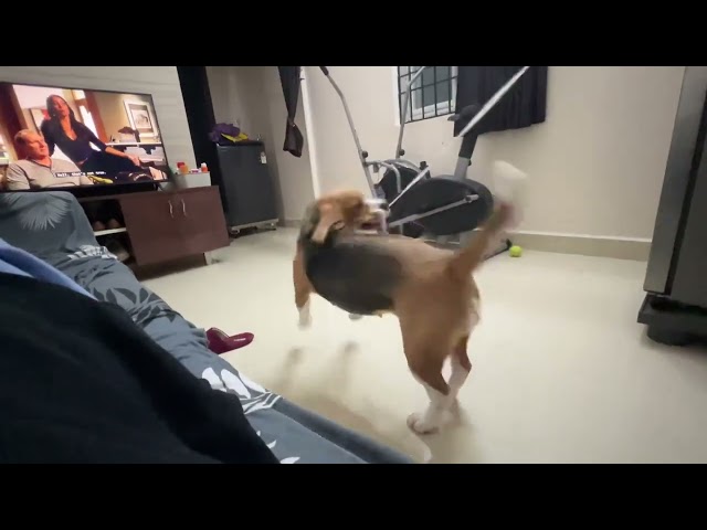 Judge.me YouTube video placeholder