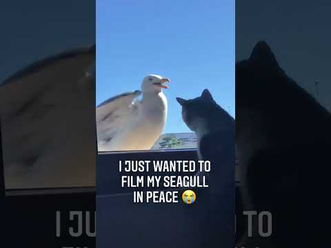 Seagull’s got better timing than your ex🤡🕊⏳ #funny #funnyanimal #seagulls