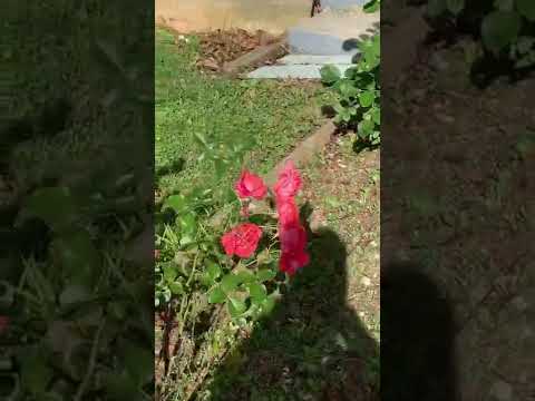 Beautiful 🌹 flowers