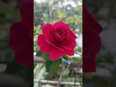 Syeda Razia Mahbub#vairal#plants#followers#foryou#beautifulflowers#shortvedio