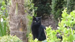 Katze Mimi – Toben im Garten