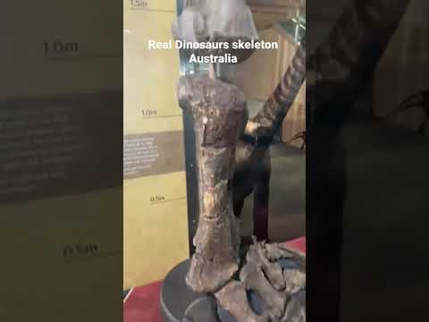 Esqueleto de dinossauros reais. #shorts #dinossauros #fossil