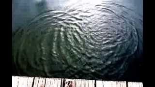 preview picture of video 'Steine ins Wasser ( Zeitlupe )'
