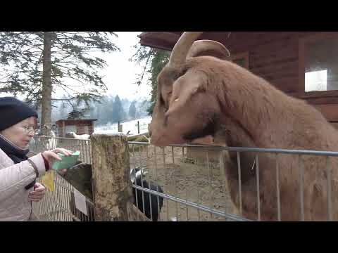 Wildfreigehege Weisshauswald Trier