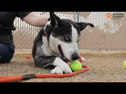 A Simple Surgery Can Save Millions of Animals Each Year