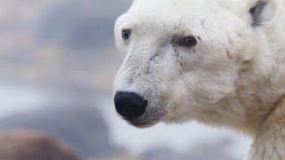 A Beloved Alpha Polar Bear Near the End of His Life