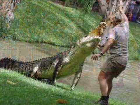 Steve Irwin tribute