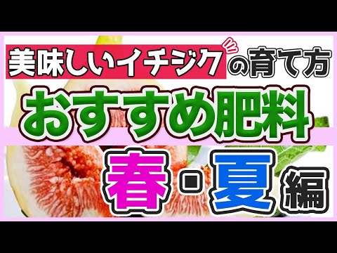 果樹に春に肥料を与えるにはどのような肥料を使用すればよいですか？  庭園