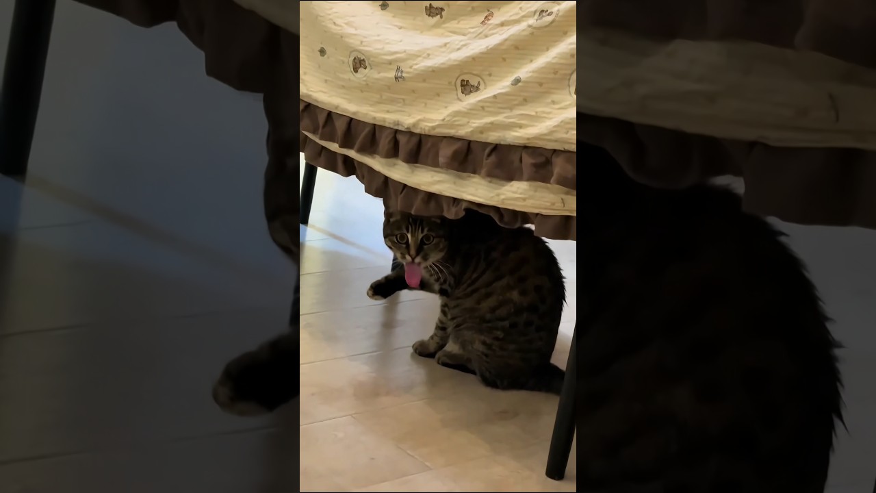 🐱猫をいじったらまさかの特技披露 #cat #にゃんたチャンネル #shorts