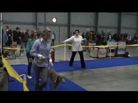 Dívka s perlami ve vlasech - Aleš Brichta