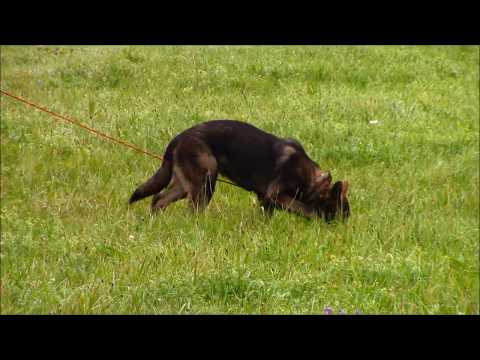 Pongo z Jukasu - tracking 6 months