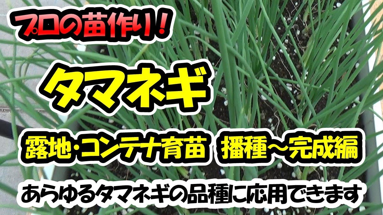 【育苗のプロが教える！】タマネギの苗作り｜露地・コンテナ育苗｜播種～苗完成編｜あらゆるタマネギの品種に応用できます