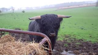 preview picture of video 'Black Scottish Highland Cow Eating Lunch In The Rain In Scotland'