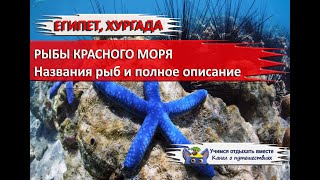 Ссылка