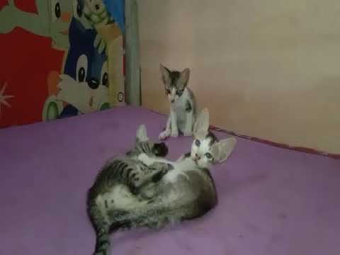 Kenangan Kucing Kecil yang lucu 🐈🐈