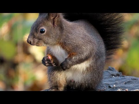 Veverka obecná, Red squirrel, Eurasisches Eichhörnchen, Eekhoorn, Écureuil roux #squirrel