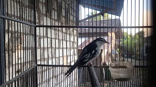 Download lagu Pancingan kapasan kemiri biar bunyi mp3