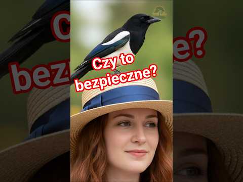 Czy sroki są niebezpieczne? Prawda o ich zachowaniu i niezwykłej inteligencji. #sroka