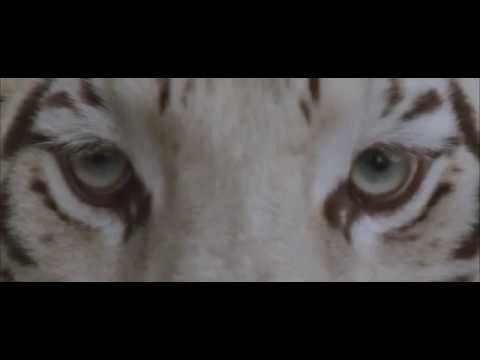 White Tiger - Our Last Night