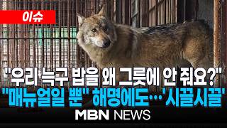 [이슈] 늑구 식사 장면에 왜 늑구 밥을 바닥에 주냐…오월드 해명까지 내놨다 / 늑구 '야생 늑대'인데…황당 '밥그릇' 공방 | MBN NEWS