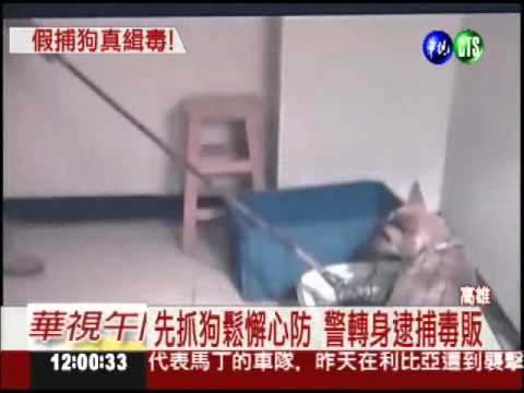 販毒集團躲查緝 養4狗通風報信