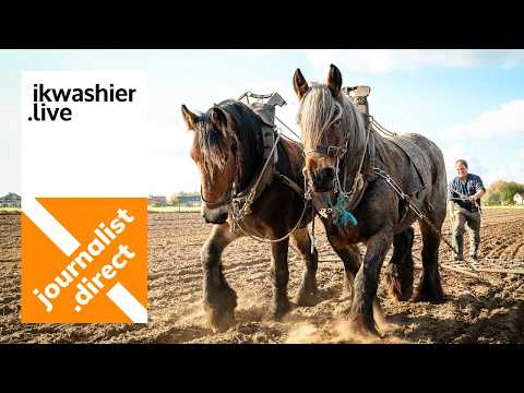 Belgian Draft Horses Olga and Stella at work 1 - wheat - ikwashier.live with Andreas Van Geyte