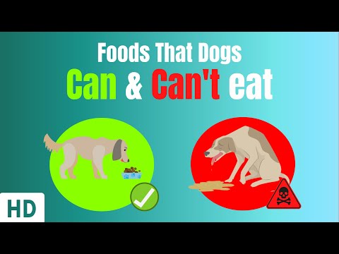 Food for Dogs: What Can They Eat and What to Avoid
