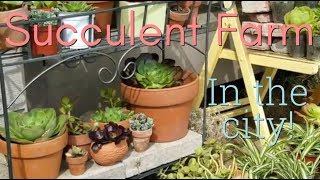 Succulent Farm in the city, Craigslist patio, learning how to garden