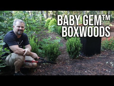 Baby Gem™ Boxwoods in 2 Minutes - I Have Over 50