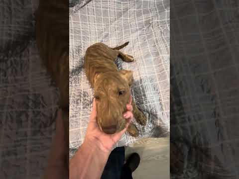 Henson, an adopted Mixed Breed in Rockford, IL_image-1