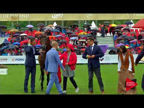 1ST PLACE  N.57 DONG - 2017 Pride Of Poland - Junior Stallions Championship (Class 14)