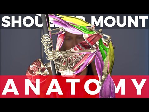 SHOULDER MOUNT Vs INVERT! Anatomy of POLE DANCING breakdown!