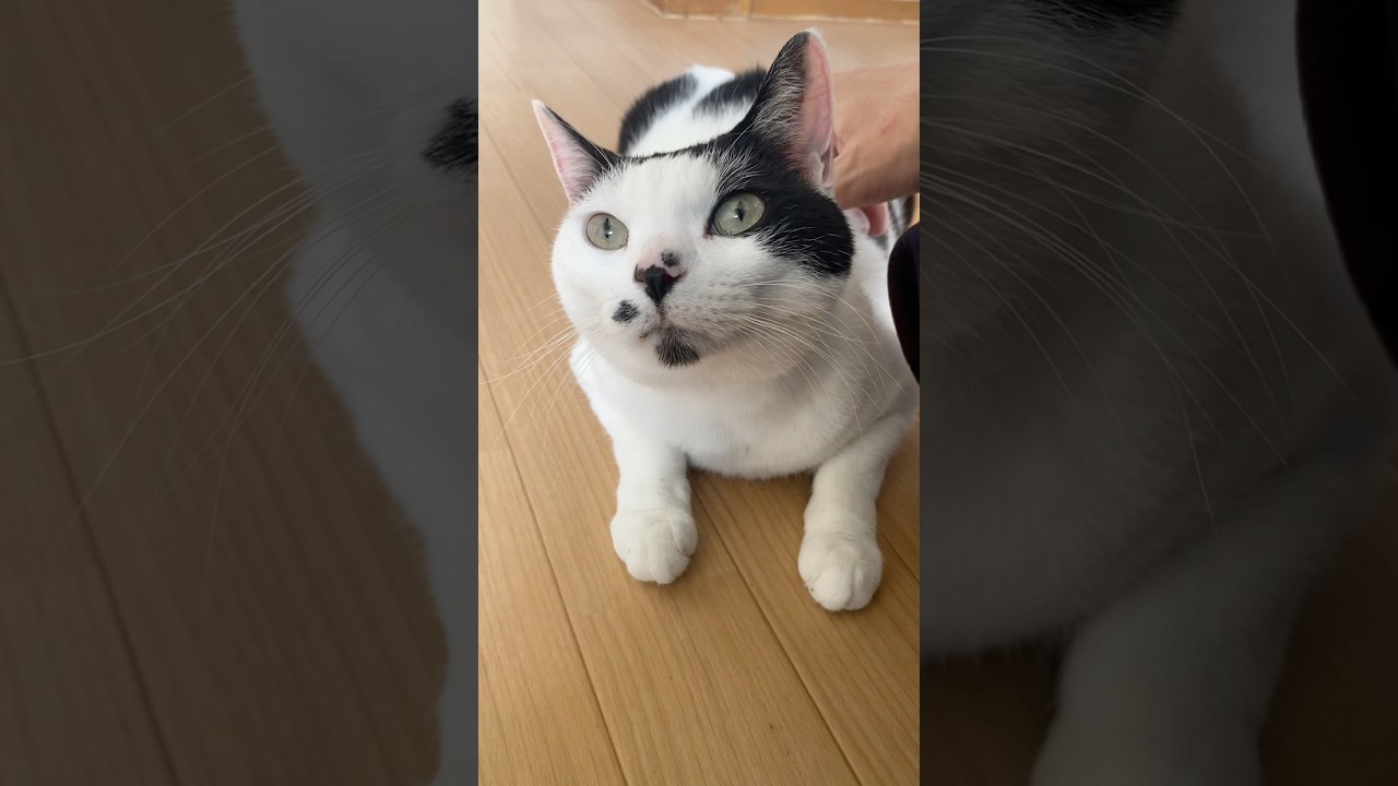 ちょっとスーパー行っただけなのに帰ったらこれ