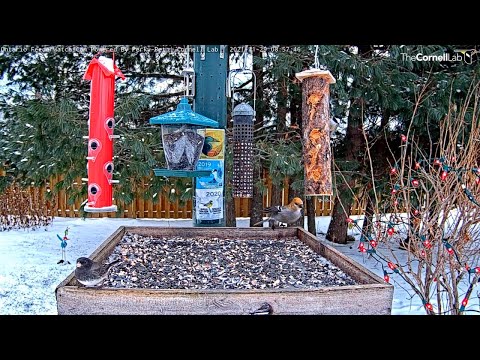Dark-eyed Junco And Female Pine Grosbeaks Spend Morning At Ontario Feeders – Nov. 29, 2021