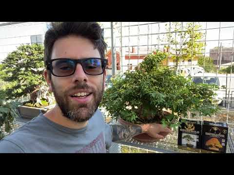 COME IMPOSTARE E DARE MOVIMENTO AL TRONCO DEL BONSAI