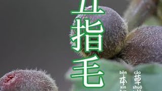 #我的乡村生活 #植物科普 #三农 拥有五半叶片，果实毛绒绒，像个小桃子，客家人煲汤经常用到的，五指毛桃，大家一定要认识一下
