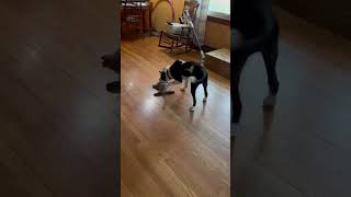 Video preview image #1 Border Collie Puppy For Sale in Highland, IL, USA