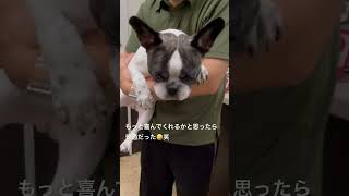【フレブル】再会は思ったより普通で残念🥲 #フレンチブルドッグ #vlog #frenchie #羽田空港  