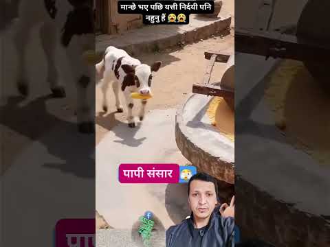 गोरु #everyone #facts #stitchtricks #funnyanimals #duet #funnypets #foryouシ