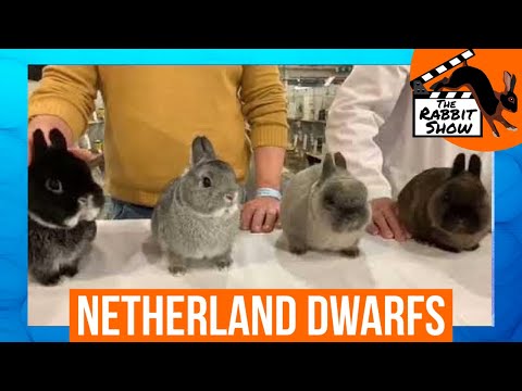 , title : 'Best of Breed Netherland Dwarf | England's National Show 2019'