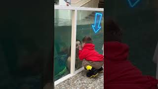 Essa criança ficou encantada ao ver uma sereia em um aquário nos Estados Unidos 🧜‍♀️✨