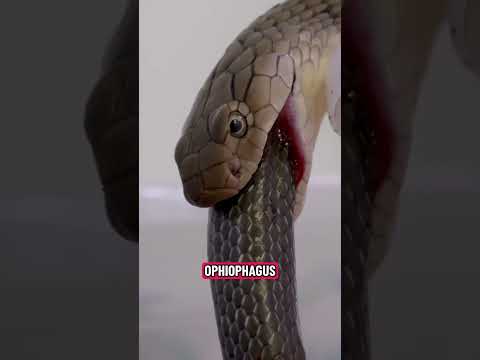 Cobra royal #animaux #serpent #reptiles #jungle