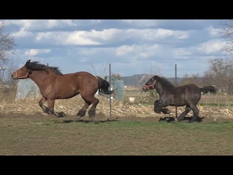 Caii lui Mihai de la Turda, Cluj 31 oct 2017