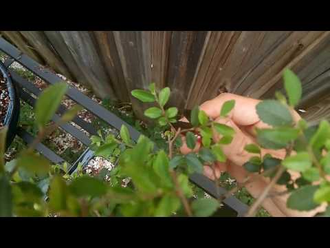 Chinese Elm Pruning - Keeping the length between Internodes short with Deciduous Branch Structure