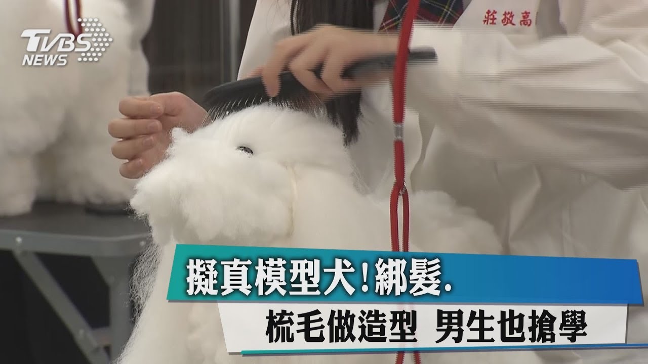 擬真模型犬!綁髮、梳毛做造型 男生也搶學