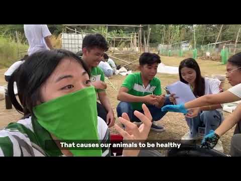 HOW TO MAKE UMMB | UREA MOLASSES MINERAL BLOCK