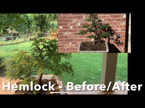 Hemlock Bonsai - The Next Iteration