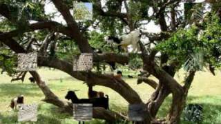 Agadir de Omajil (www.omajil.net)